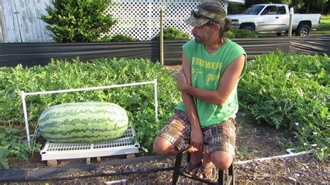 big melon tube|How To Grow HUGE Watermelons! .